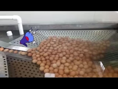 Nhà máy chế biến trứng lỏng với máy phá trứng và tinh trùng hóa