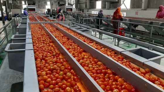 Sản xuất cà chua tùy chỉnh hoàn chỉnh bán nóng Máy chế biến cà chua / nước ép cà chua / nước sốt / bột với PLC SUS304 / 316