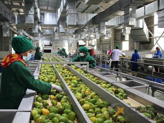 Dịch vụ một cửa tùy chỉnh 1000-30000l / H Mango Processing Line Máy nước trái cây / nước sốt / kẹo với PLC Mango Pulp